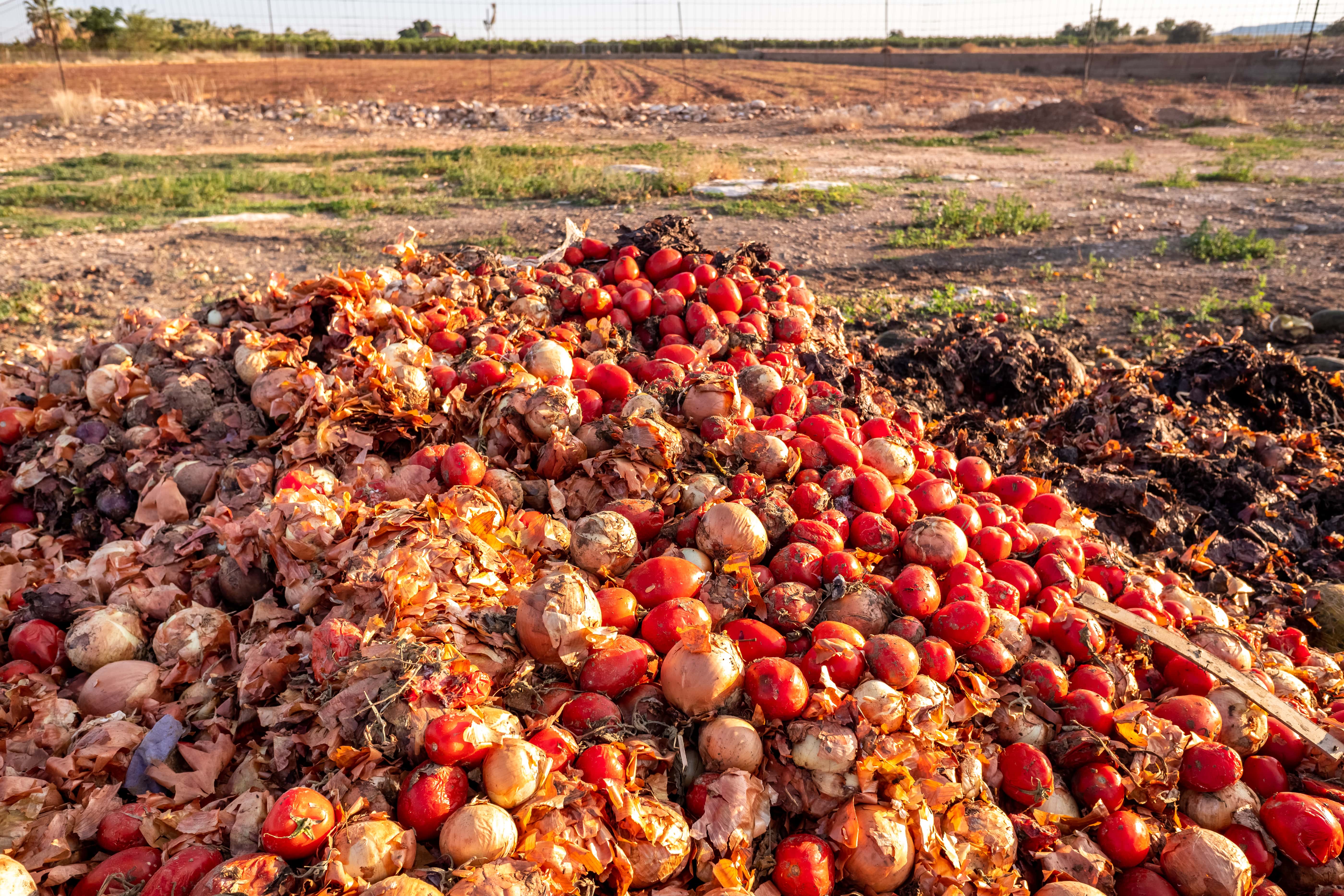 Vegetables thrown into a landfill site, decaying outdoors