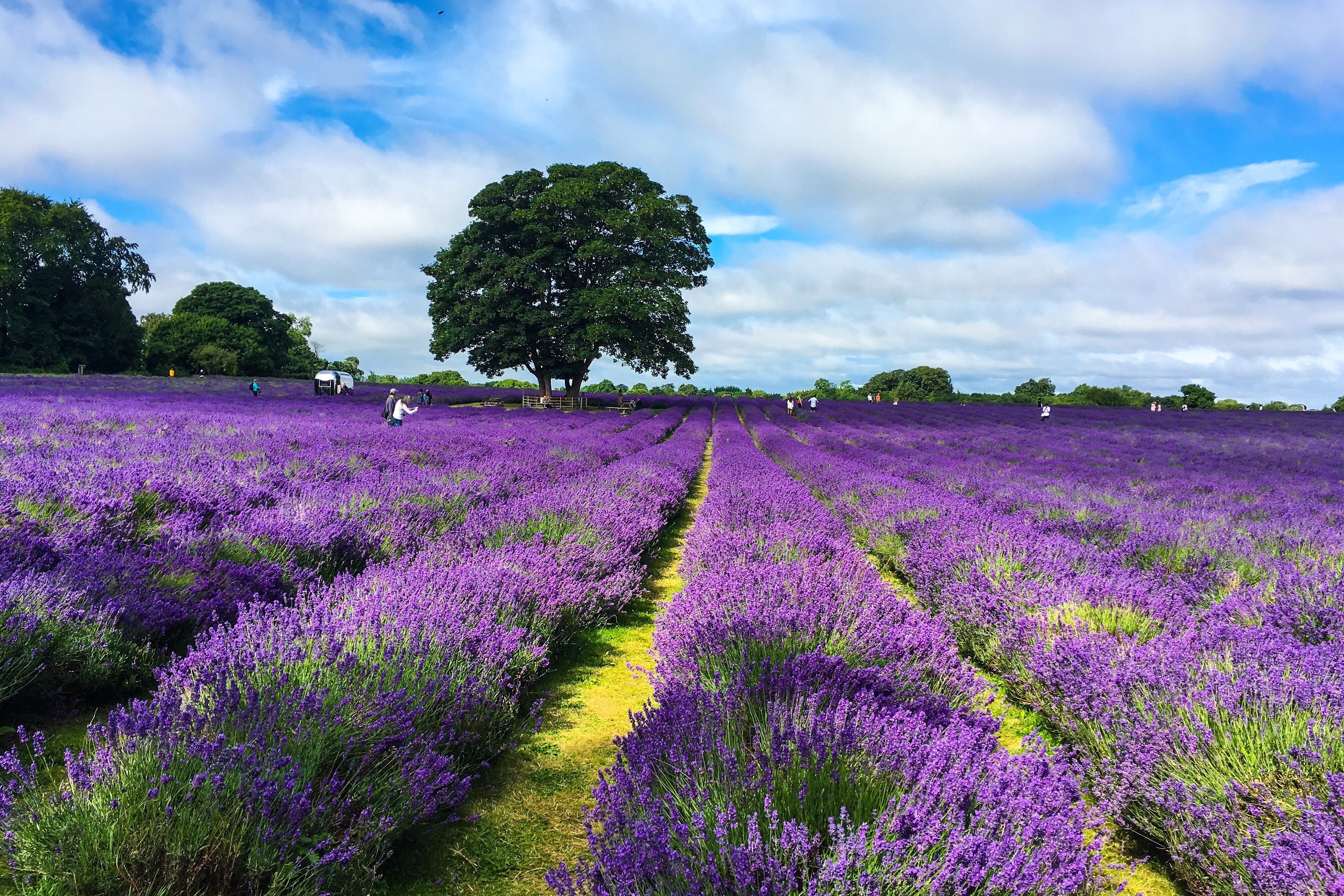 Purple lavender field and a blue sky