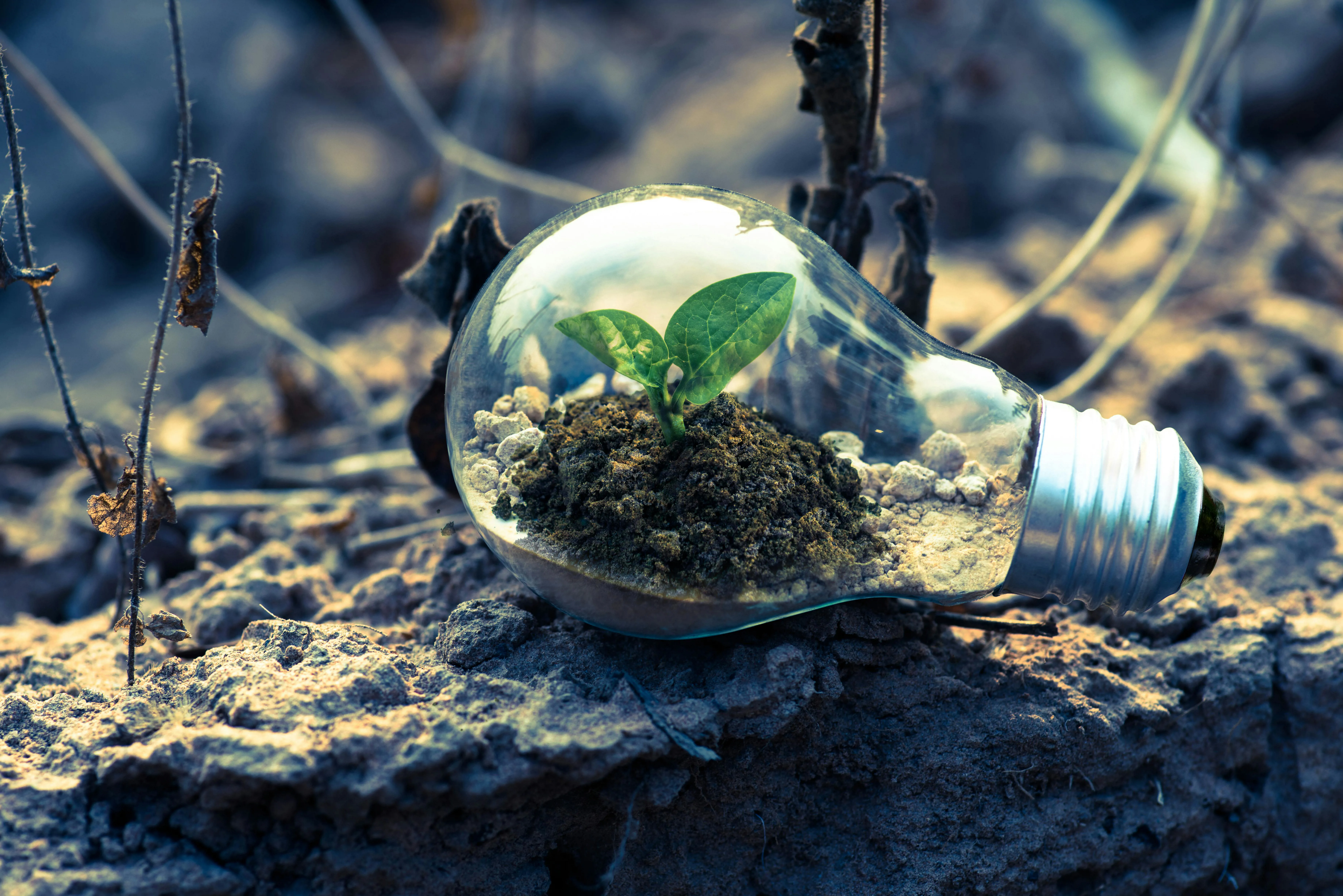 light bulb with a plant growing inside